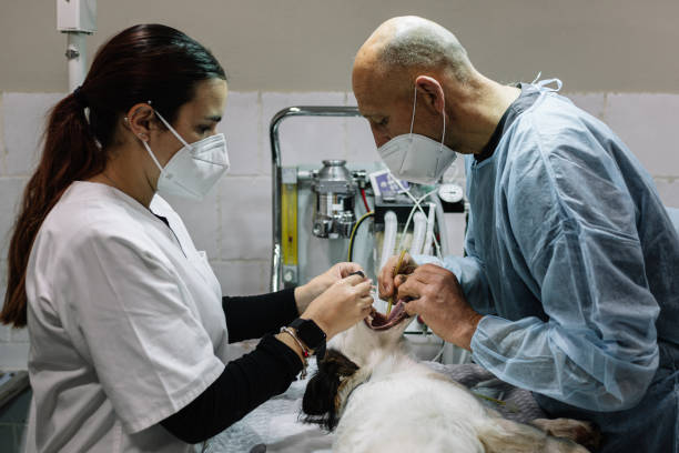 24-Hour Dental Clinic Near Me Hemlock Farms, PA